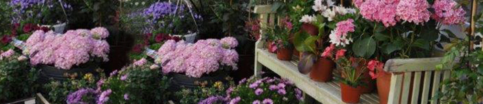 Blumen & Ideen – Ladengeschäft